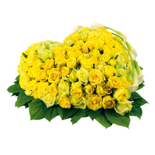 Coração de Flores Sol Ardente Coração de Flores Sol Ardente